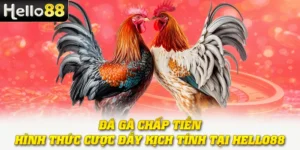 Đá Gà Chấp Tiền - Hình Thức Cược Đầy Kịch Tính Tại Hello88 2 Đá Gà Chấp Tiền - Hình Thức Cược Đầy Kịch Tính Tại Hello88