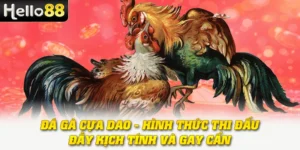 Đá Gà Cựa Dao - Hình Thức Thi Đấu Đầy Kịch Tính Và Gay Cấn 5 Đá Gà Cựa Dao - Hình Thức Thi Đấu Đầy Kịch Tính Và Gay Cấn
