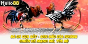 Đá Gà Cựa Sắt - Sàn Đấu Của Những Chiến Kê Mạnh Mẽ, Tốc Độ 4 Đá Gà Cựa Sắt - Sàn Đấu Của Những Chiến Kê Mạnh Mẽ, Tốc Độ